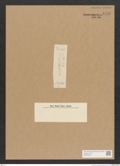 Diatomeae indet. Zeichnungen Sammlung Grunow Nr. 4473 (NHMW-BOT-W0372429)